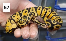 Python Snake reptiles for sale: Hatchling Royal Python's  - Image 2