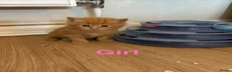 Mixed Breed cats for sale: Mixed Breed kittens  - Advert 11