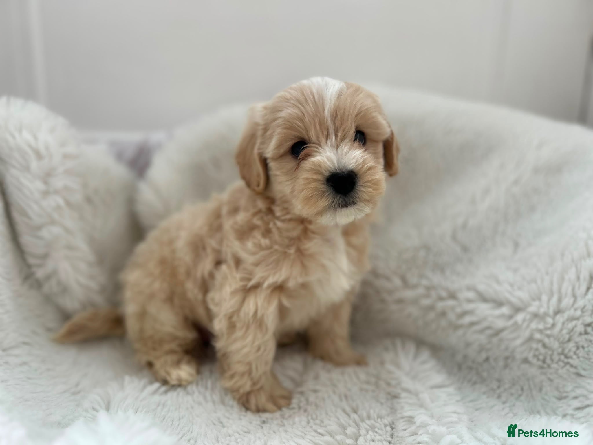 Maltipoo dogs Adorable Maltipoo Puppies  - Advert 15