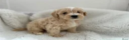 Maltipoo dogs for sale: Adorable Maltipoo Puppies  - Advert 10