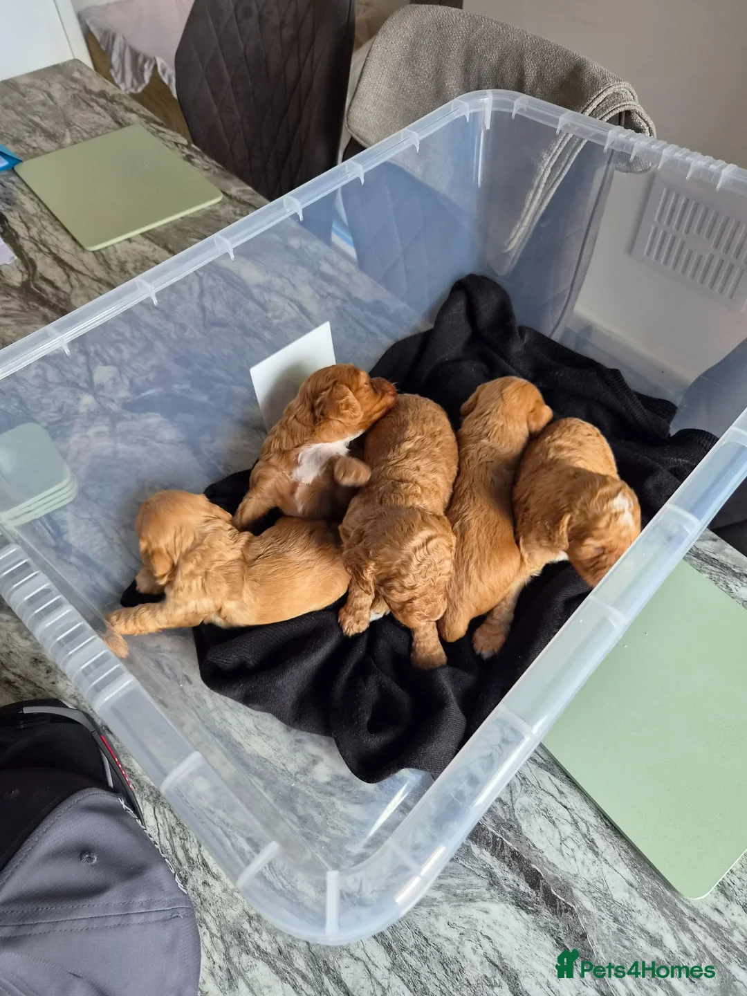 Cockapoo dogs for sale: Cockapoo's  in Wigan - Advert 2