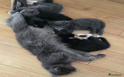 Siberian cats for sale: Siberian mix stunning kittens  - Image 10