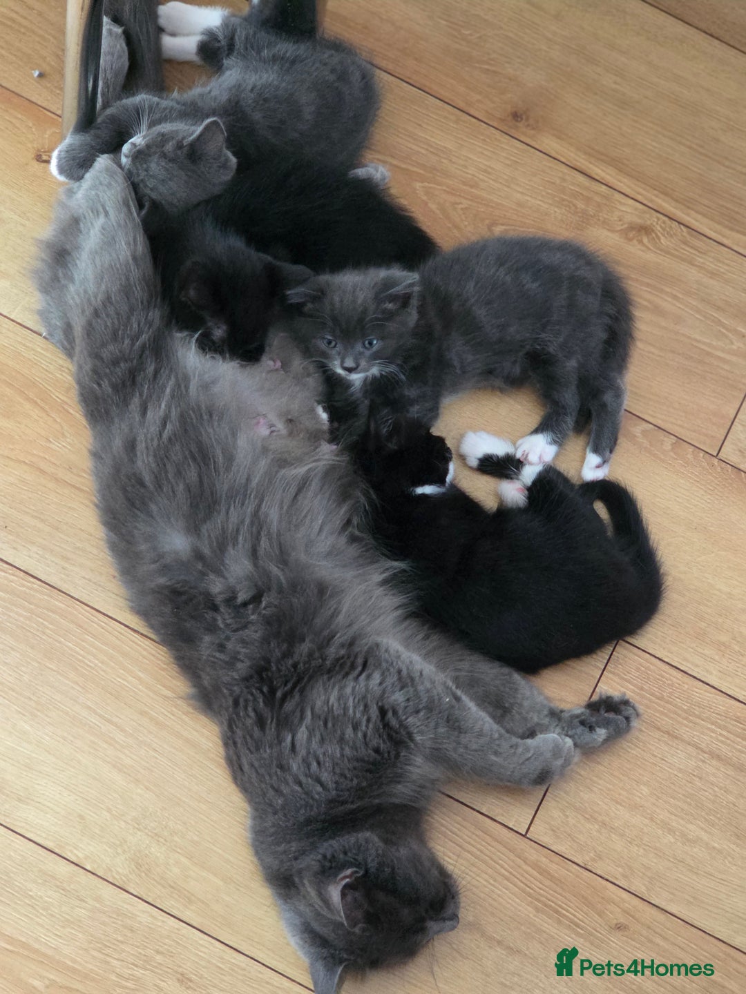 Siberian cats for sale: Siberian mix stunning kittens  - Image 10