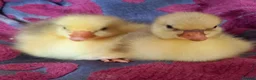 Geese poultry for sale: Goslings for Sale - Advert 1