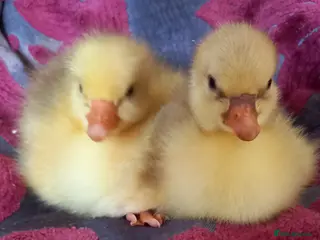 Geese poultry Goslings for Sale - Advert 17