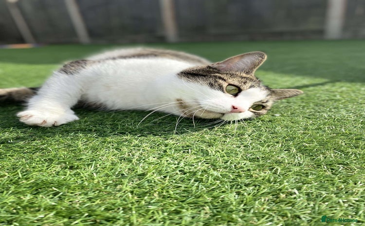 Domestic Shorthair cats - Advert 9