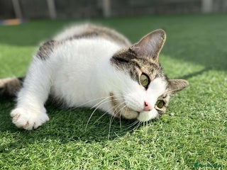 Domestic Shorthair cats - Advert 16