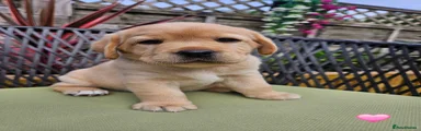 Labrador Retriever 4