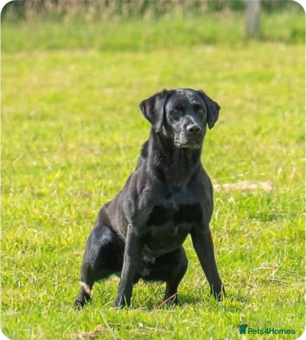 Labrador Retriever dogs Black Lab Pups INT FT Ch Sire Champion Bloodlines - Advert 2