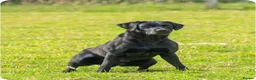 Labrador Retriever dogs for sale: Black Lab Pups INT FT Ch Sire Champion Bloodlines - Advert 6