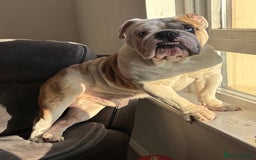 English Bulldog dogs for stud: British Bulldog Stud - First time available.  - Image 17