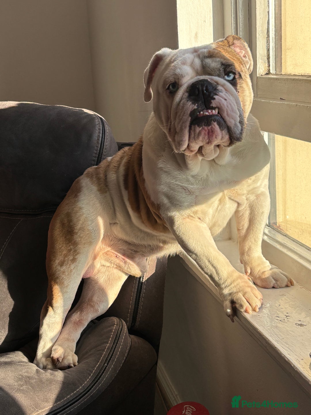 English Bulldog dogs for stud: British Bulldog Stud - First time available.  - Image 17