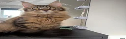 Maine Coon cats for sale: Cookie Maine Coon  - Advert 3