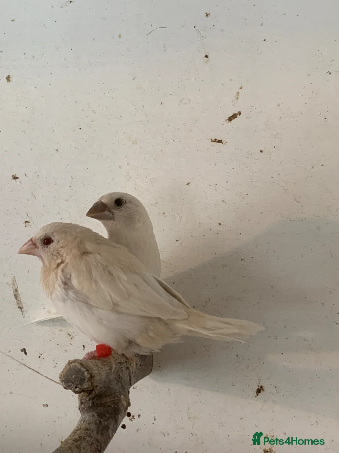 Finches birds for sale:  Finches  - Advert 2