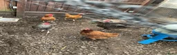 Chickens poultry for sale: Free chickens - Advert 1