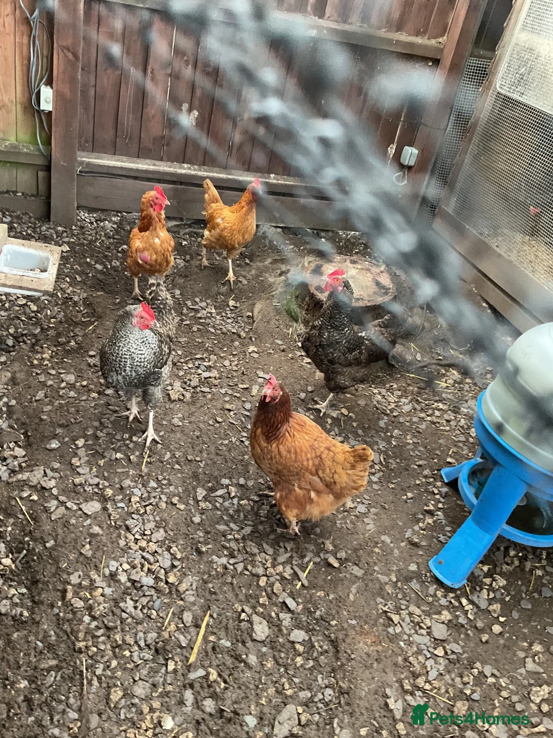 Chickens poultry for sale: Free chickens - Advert 1