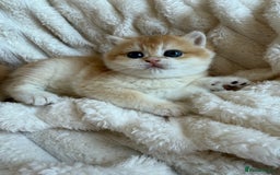 British Shorthair cats for sale: 🧡Exceptional golden British Shorthair🧡 - Image 16