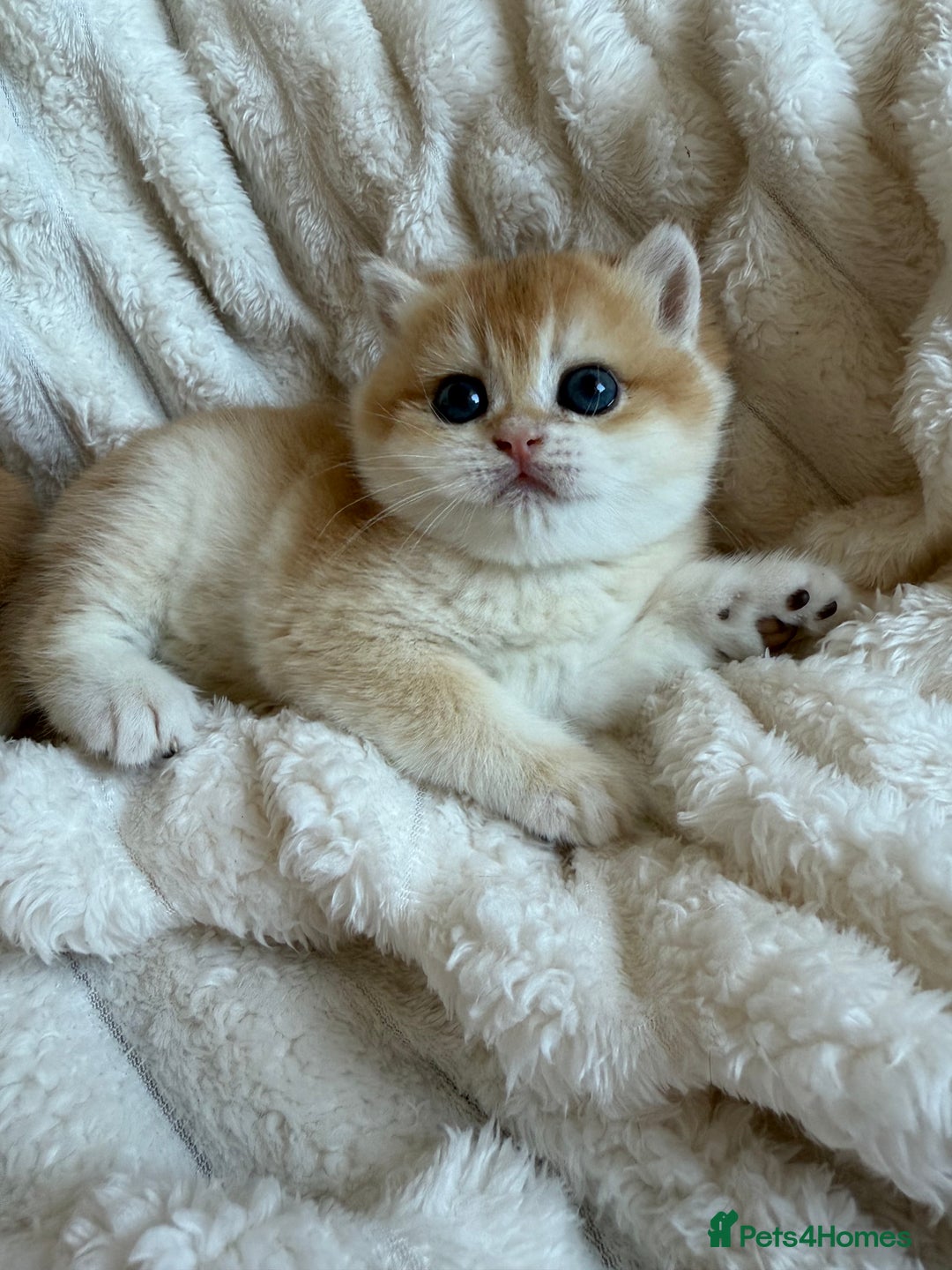 British Shorthair cats for sale: 🧡Exceptional golden British Shorthair🧡 - Image 16