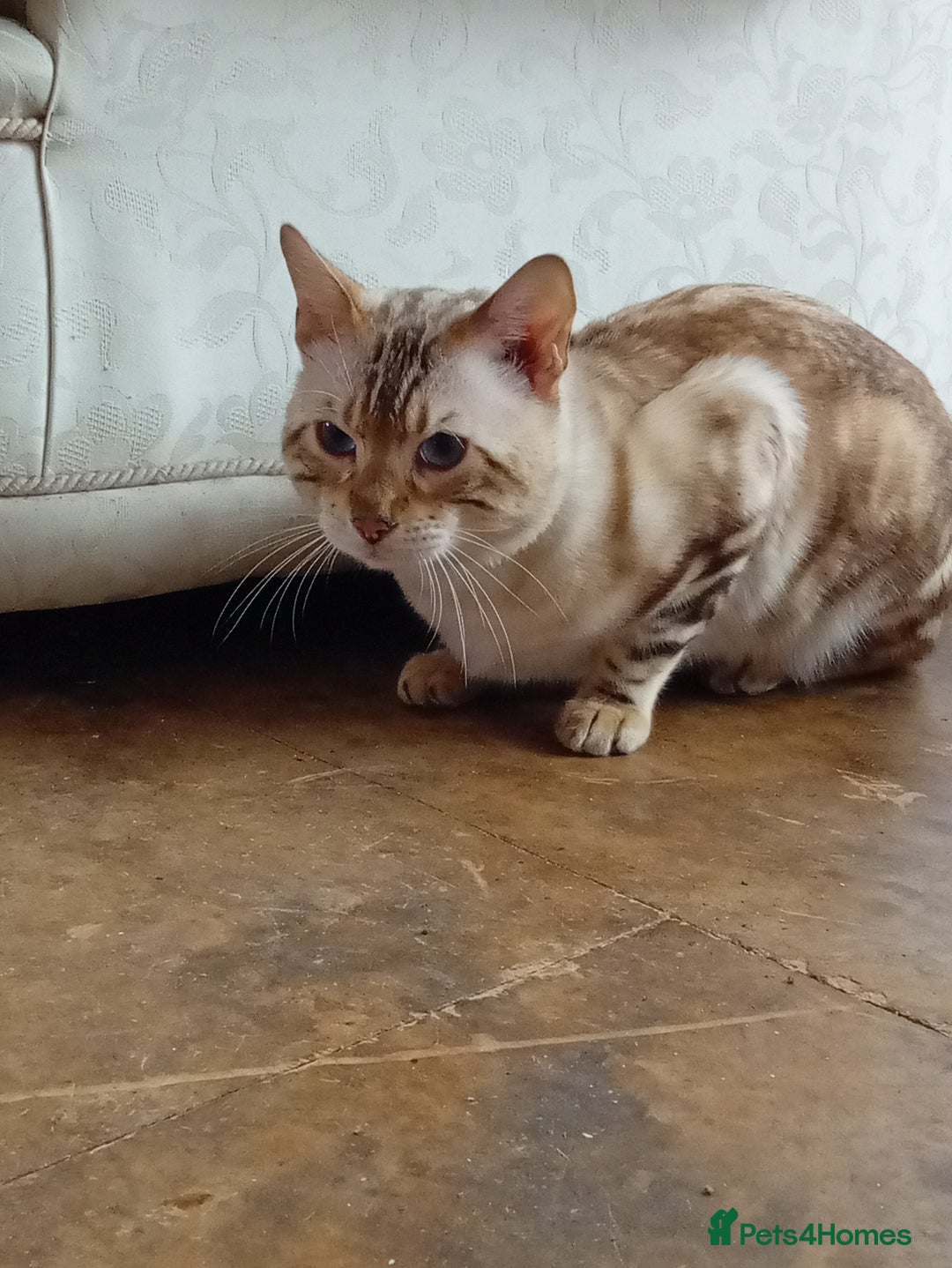 Bengal cats for sale: 1 Boy left, REDUCED. ready this halloween - Image 15