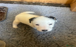 Mixed Breed dogs for sale: Gorgeous ParsonsXJack Russel puppies  - Image 7