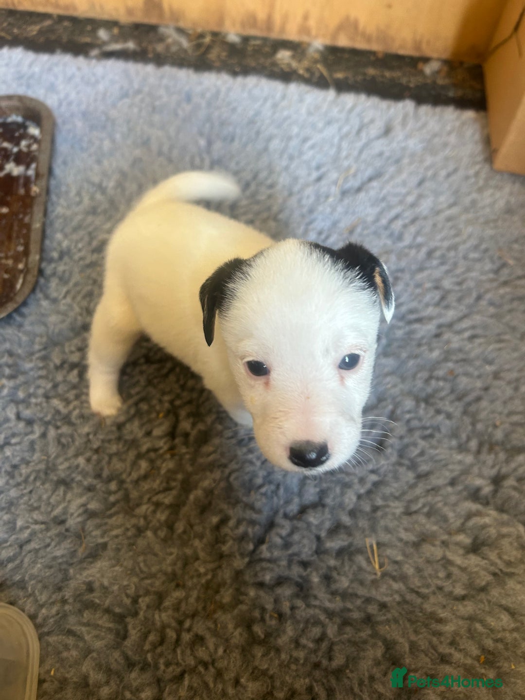 Mixed Breed dogs for sale: Gorgeous ParsonsXJack Russel puppies  - Image 7