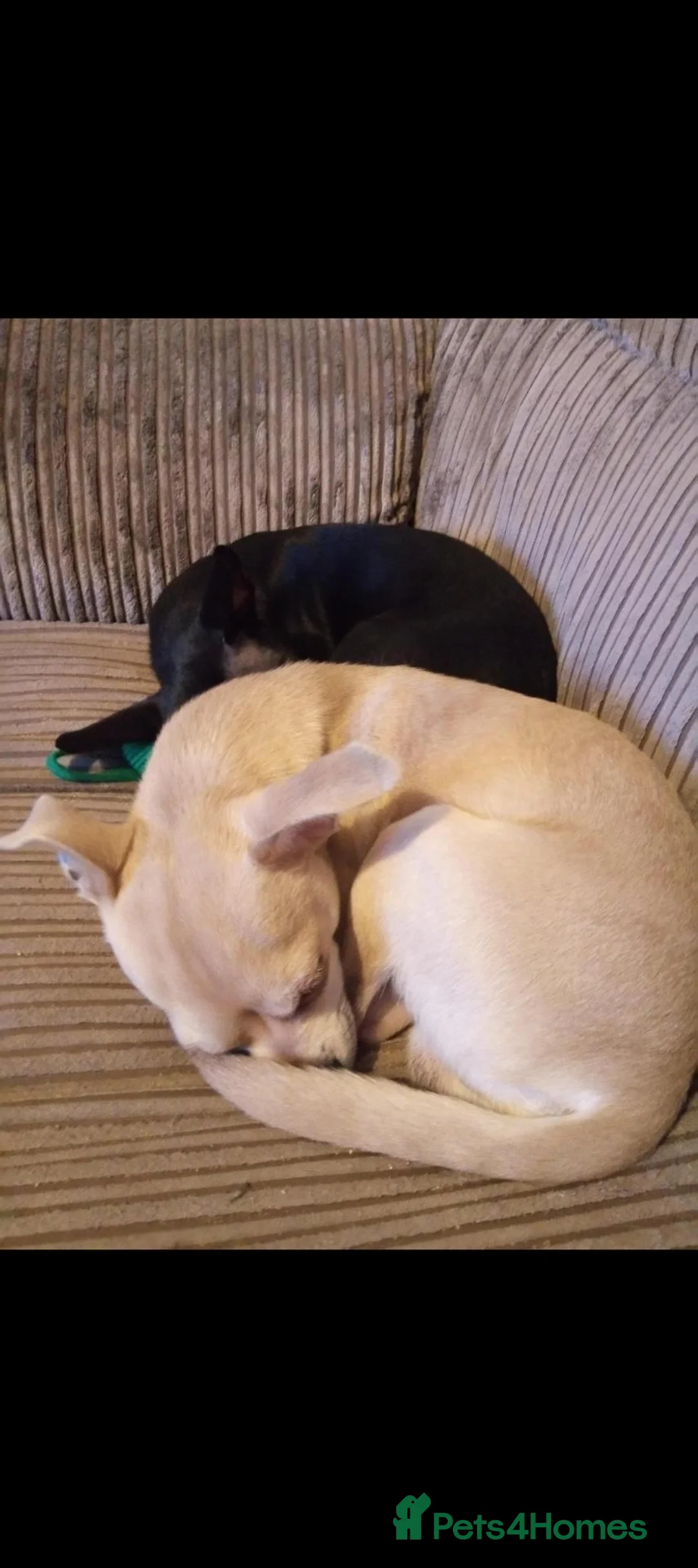 Chihuahua dogs for sale: Two chihuahuas in Mold - Advert 5