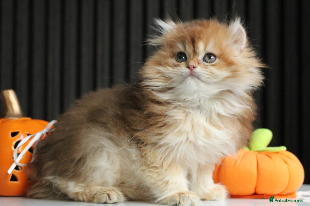 British Longhair cats for sale: Last Golden Chinchilla ny12 LH kitty - Image 4