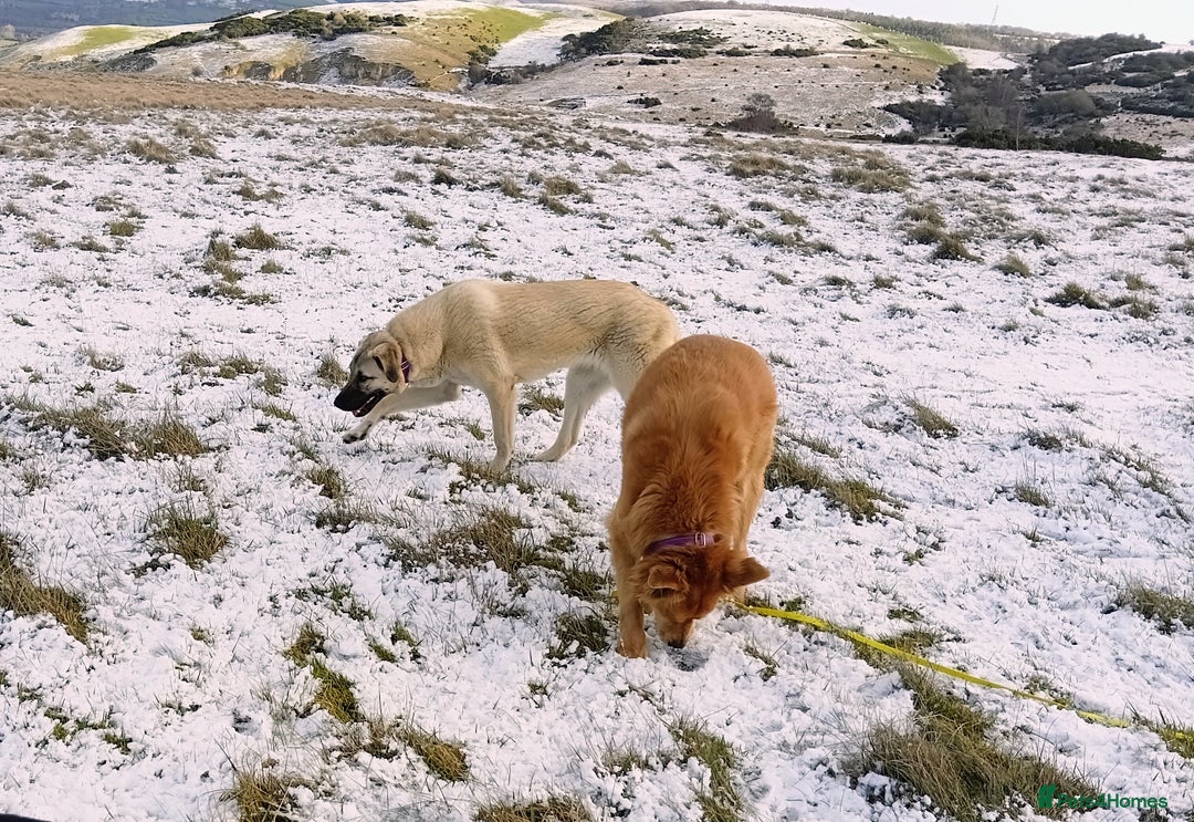 Mixed Breed dogs for sale: Foxy. A very fluffy friend. - Advert 8