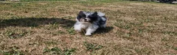 Mixed Breed dogs for sale: Last one boy pomeranian x shitzu fully vacinated - Advert 9