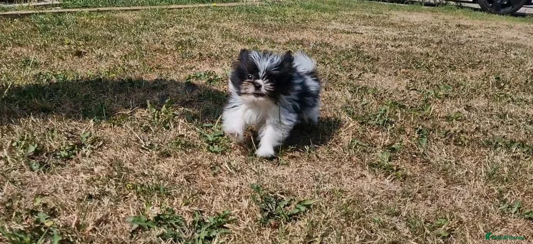 Mixed Breed dogs for sale: Last one boy pomeranian x shitzu fully vacinated - Advert 9