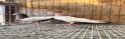 Pigeons birds for sale: IMPORTED IRANIAN SINEH PIGEONS - Advert 9