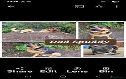 Rottweiler dogs for sale: Stunning Litter Of Shepweiler X Mastiff Pups - Image 36