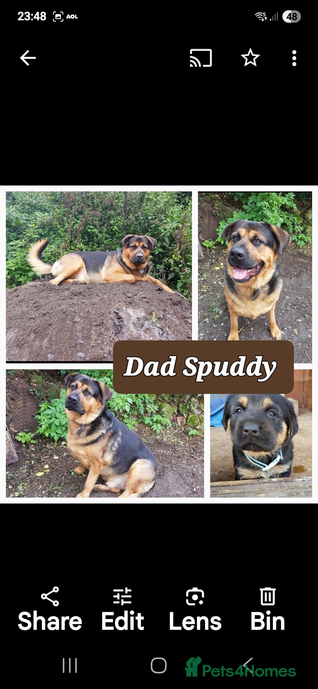 Rottweiler dogs for sale: Stunning Litter Of Shepweiler X Mastiff Pups - Image 36