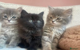 Siberian cats for sale: Siberian x British Shorthair Girls  - Image 13