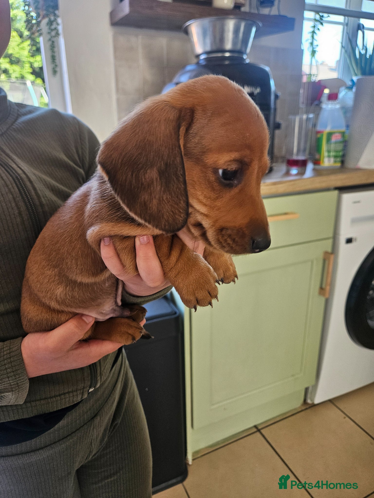 Miniature Dachshund dogs **2 boys left ready in 9 days** - Advert 13