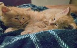 Mixed Breed cats for sale: Beautiful Kittens  - Image 11