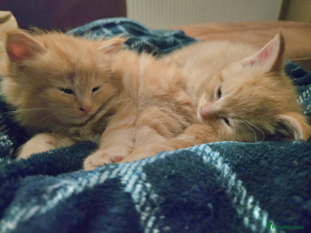 Mixed Breed cats for sale: Beautiful Kittens  - Image 11