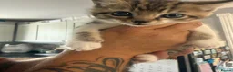 Mixed Breed cats for sale: Tabby Kittens  - Advert 8