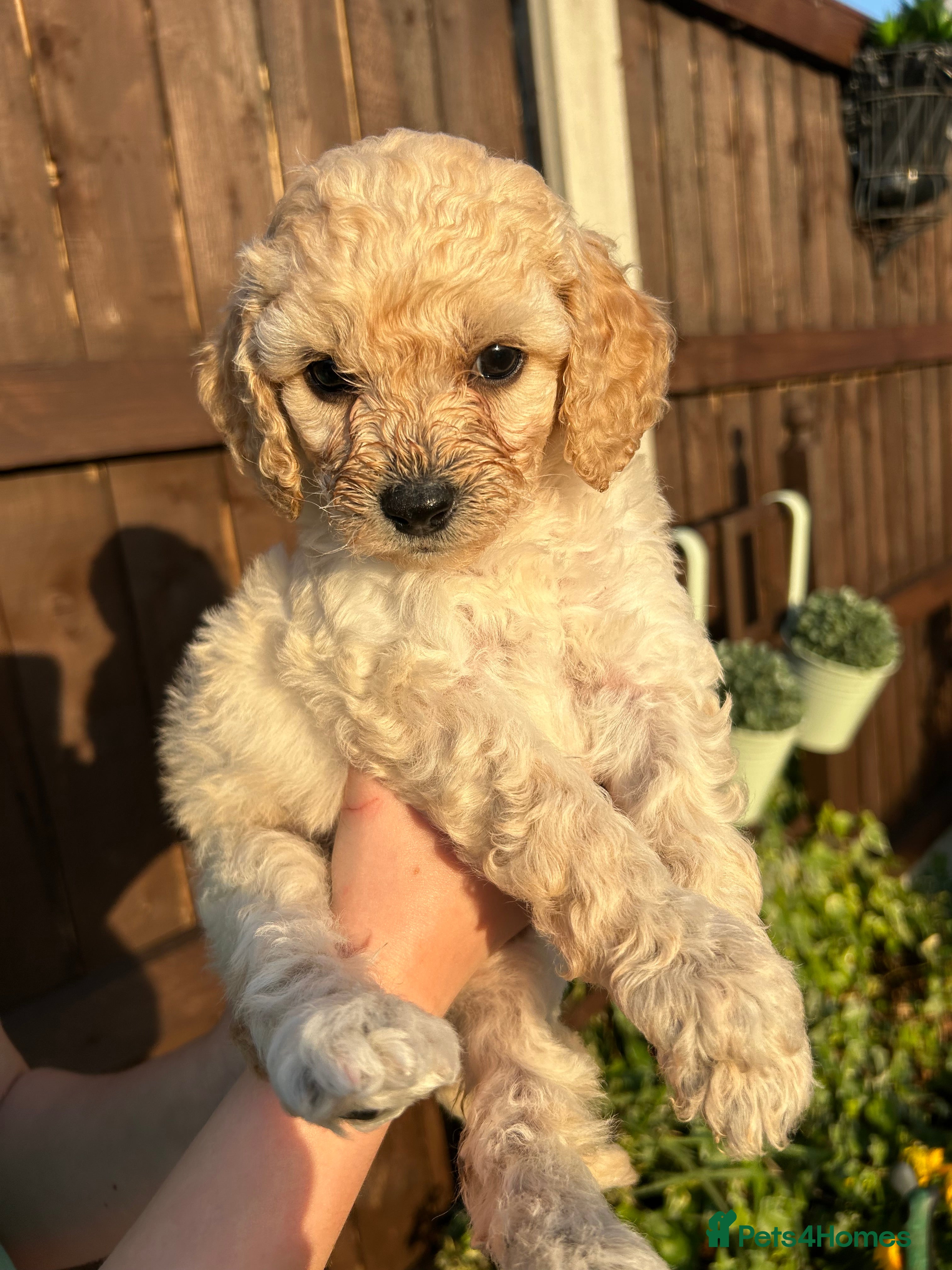 Cockapoo dogs F1 cockapoo - Advert 2