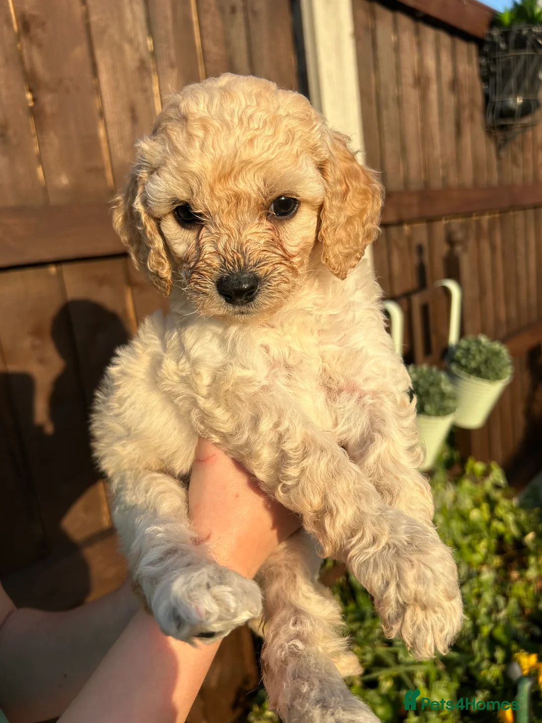 Cockapoo dogs for sale: F1 cockapoo - Advert 2