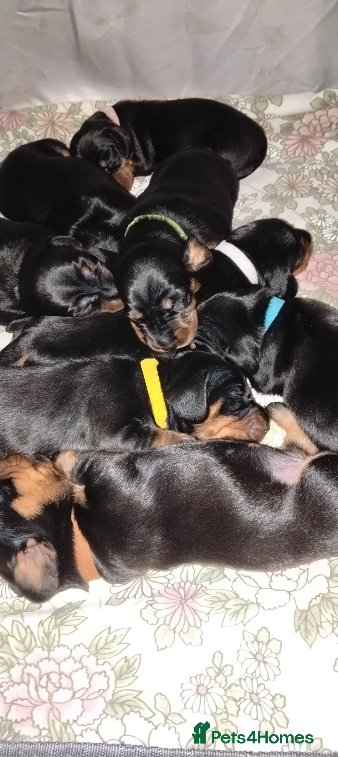 Dachshund dogs for sale: Dachshund Wire and Smooth  - Advert 8