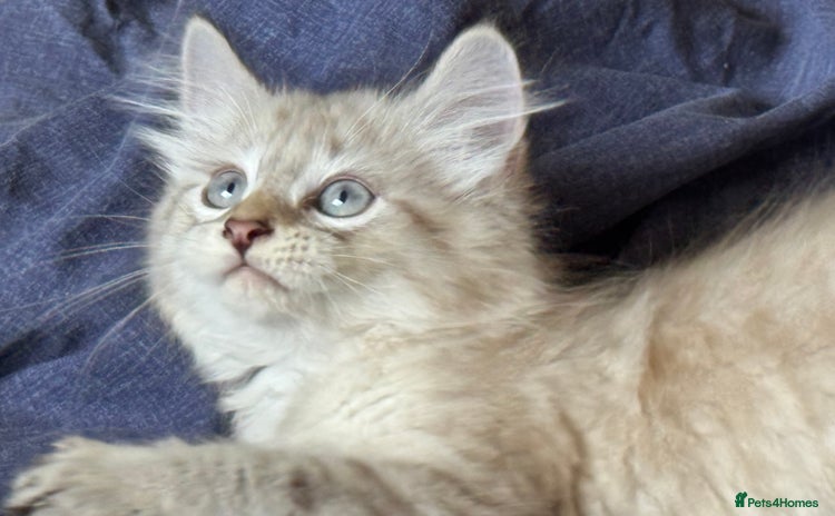 Siberian cats - Advert 3