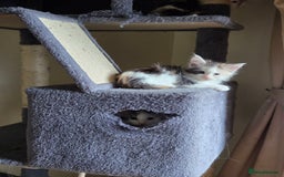 Maine Coon cats for sale: Variety of Maine coon kittens - Image 29