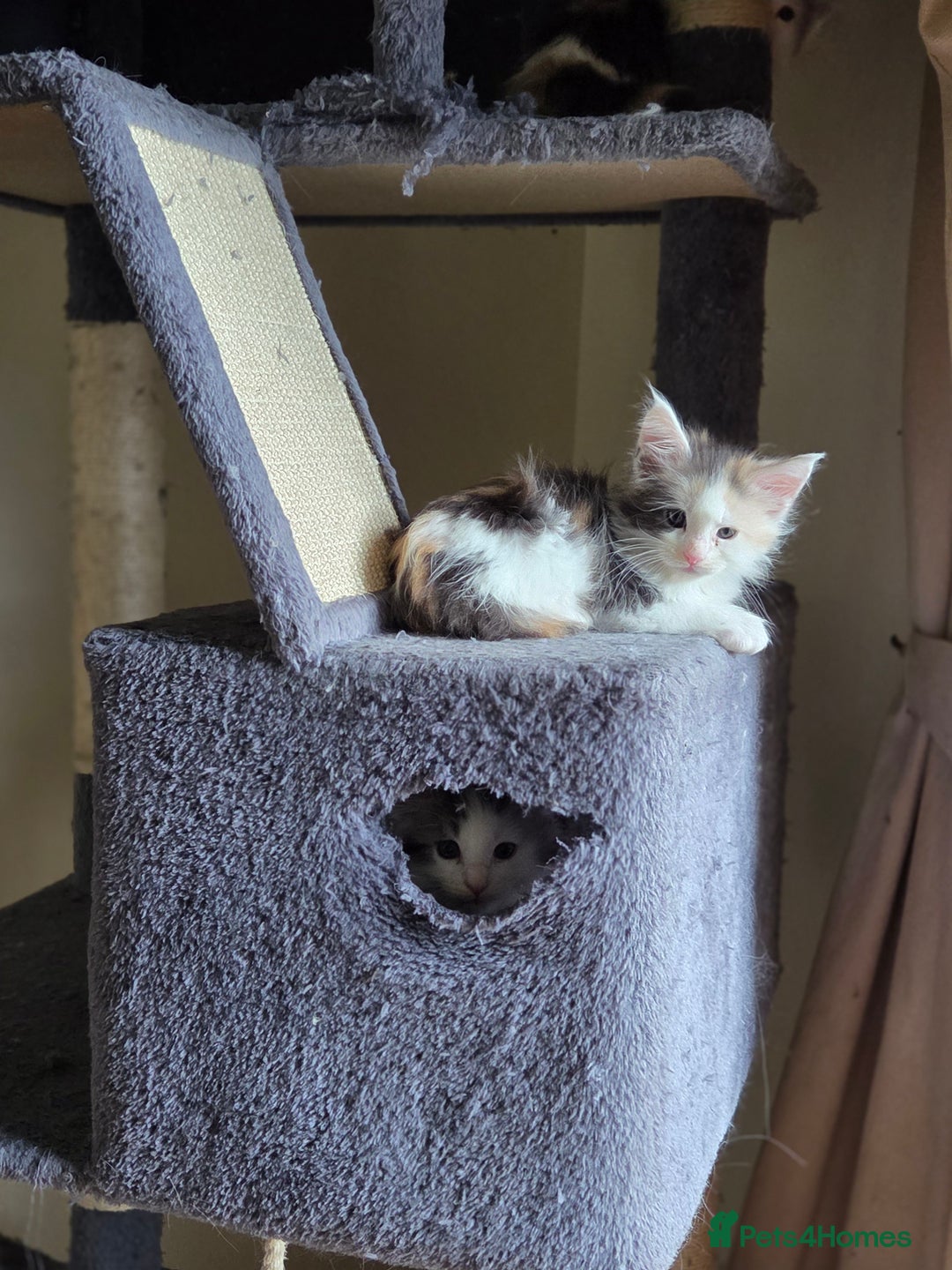 Maine Coon cats for sale: Variety of Maine coon kittens - Image 29