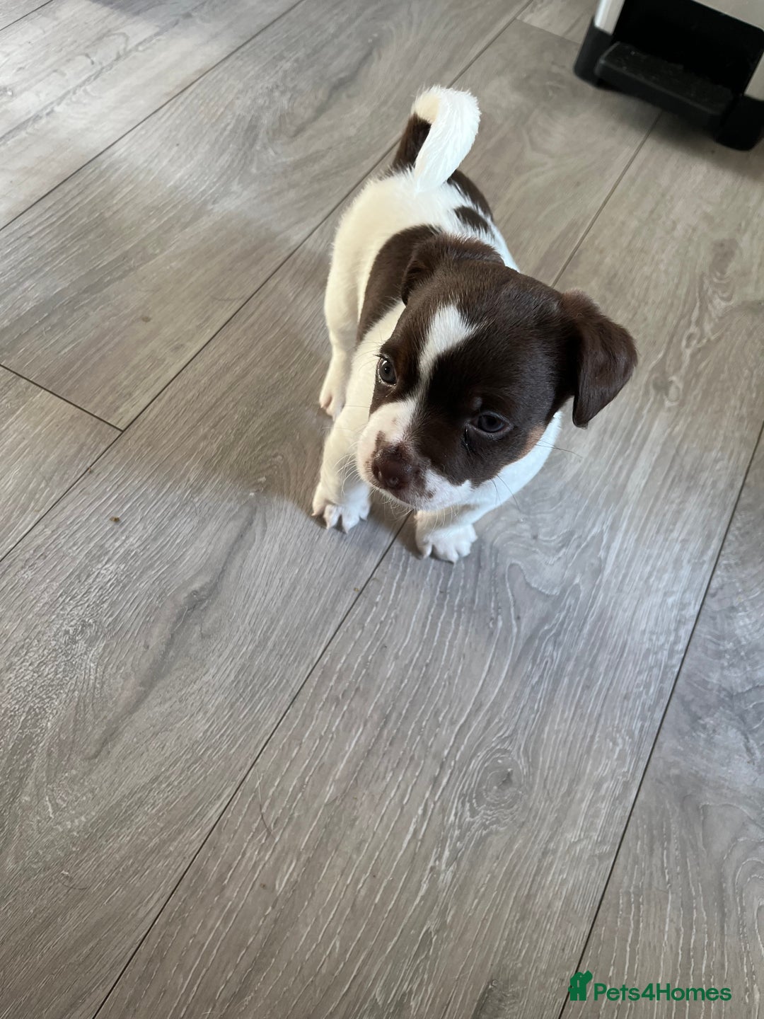 Jack Russell dogs for sale: Jack Russel  - Advert 5