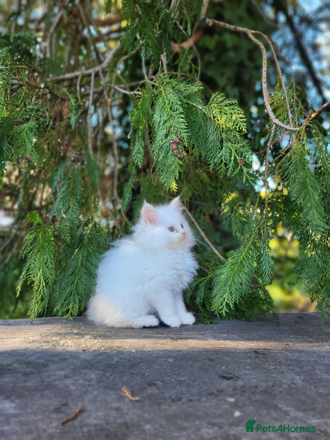 Maine Coon cats for sale: Maine Coon x kittens available now! - Advert 2