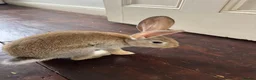 Flemish rabbits for sale: Male and female pure flemish kittens!  - Advert 4