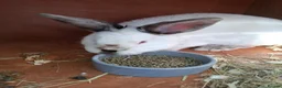 Californian rabbits for sale: Californian baby rabbits in Halesowen - Advert 5