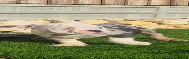 Pearl 