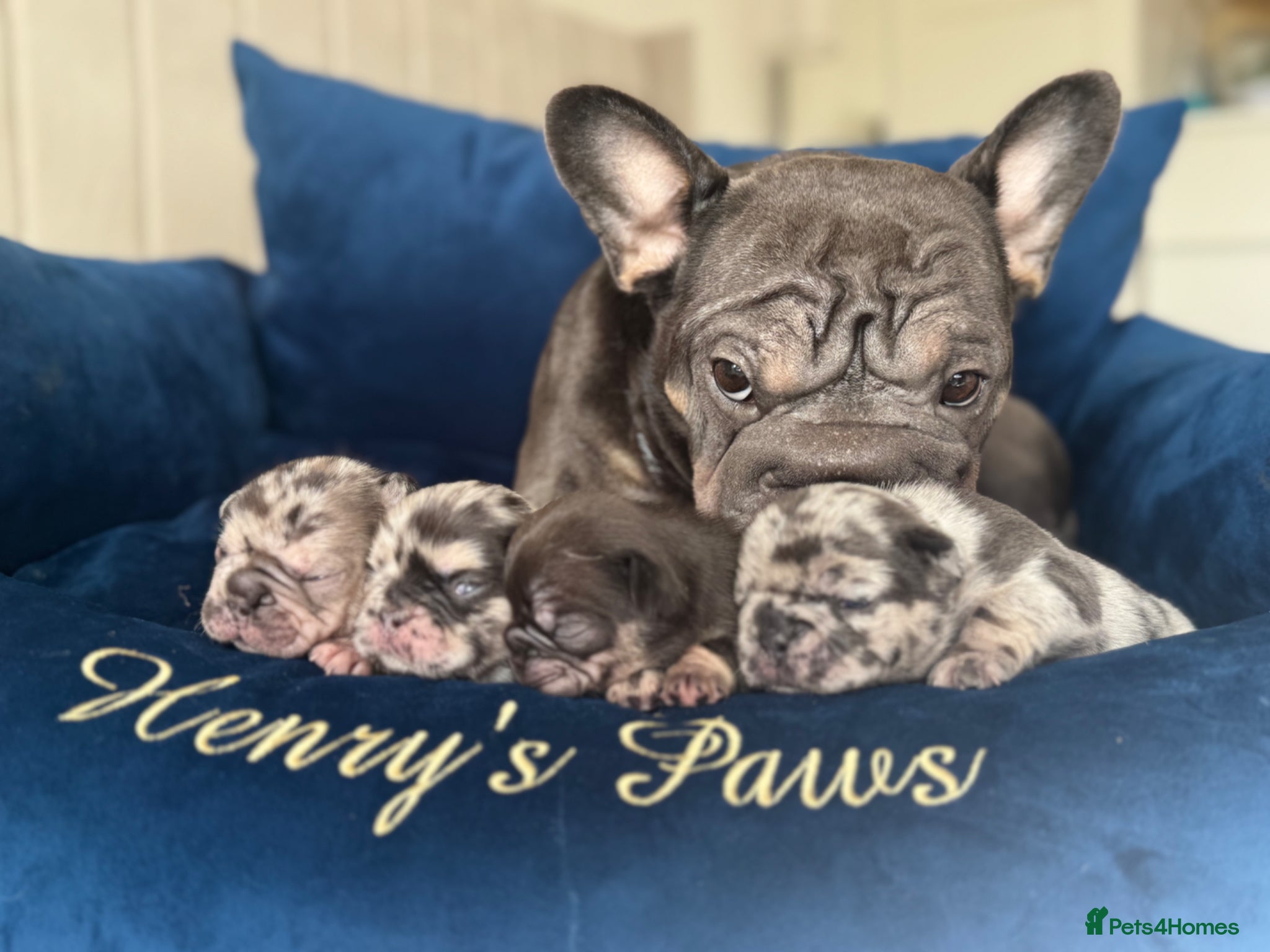 French Bulldog dogs 🤍𝐒𝐭𝐮𝐧𝐧𝐢𝐧𝐠 𝐅𝐥𝐮𝐟𝐟𝐲 𝐟𝐫𝐞𝐧𝐜𝐡𝐢𝐞𝐬 - Advert 1